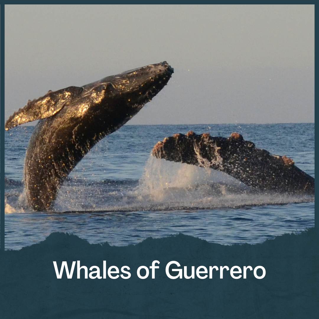 Whales of Guerrero
