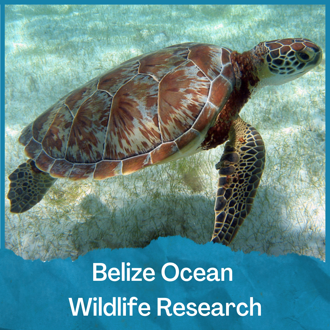 Belize Ocean Wildlife Research