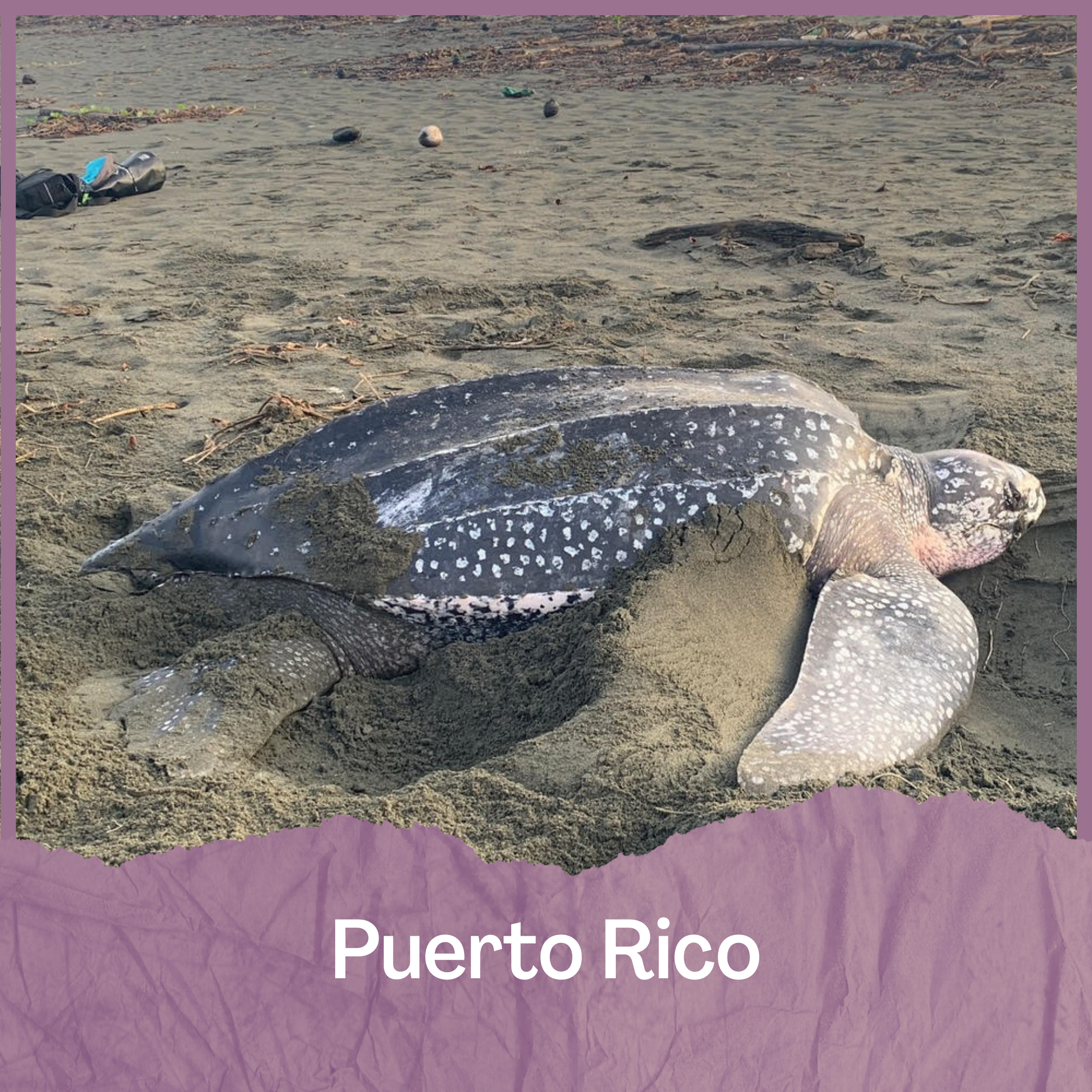 Puerto Rico Turtle Adventure