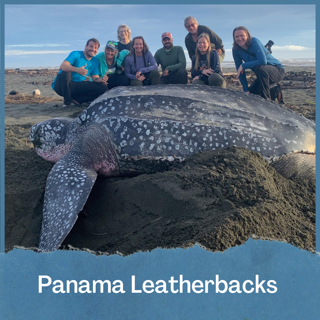 Panama Leatherbacks