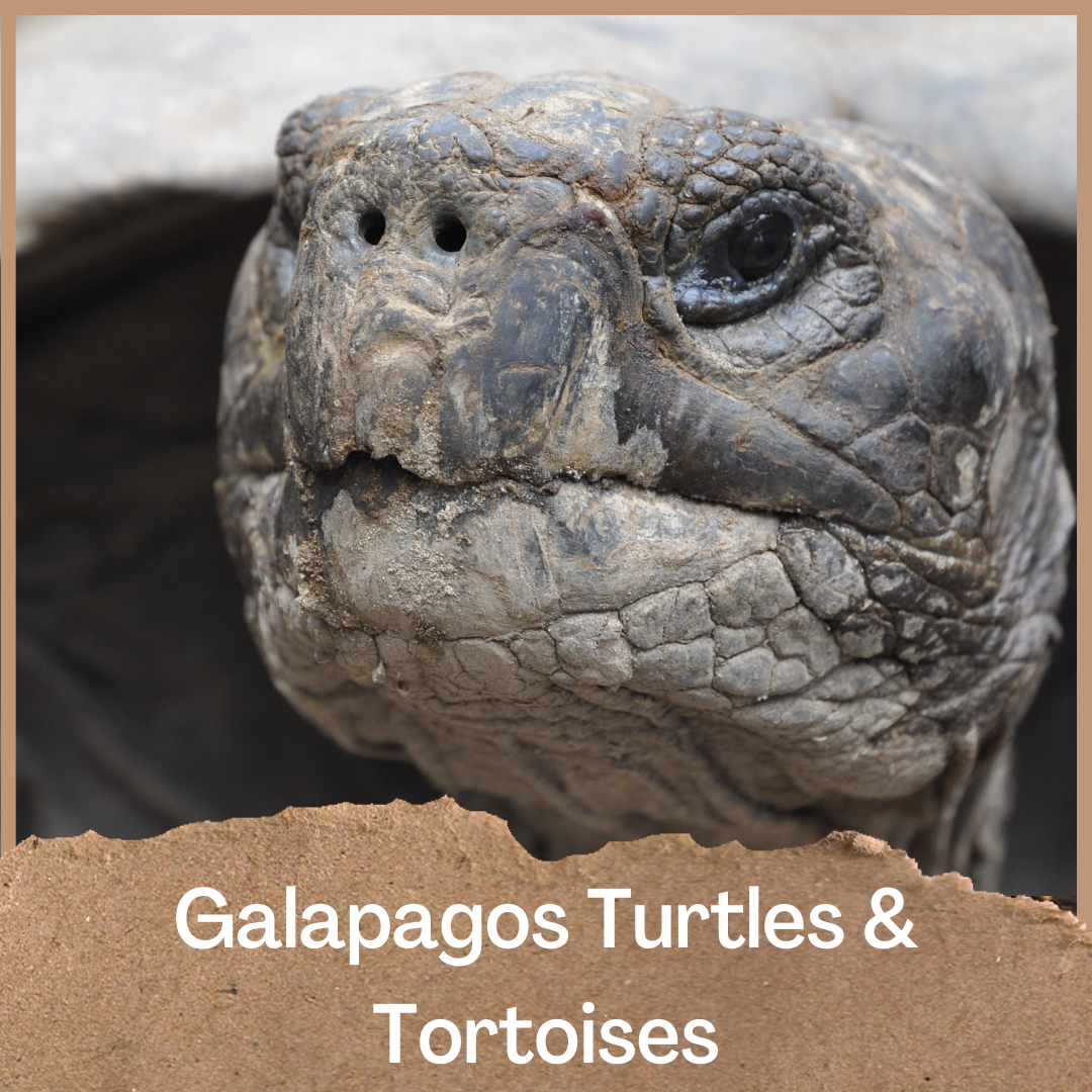 Galapagos Turtles & Tortoises