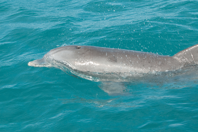 Dolphin Research: Observe and record bottlenose dolphin behavior by boat