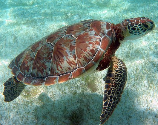Belize Ocean Wildlife: Day By Day Slideshow