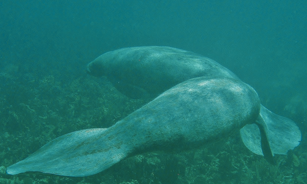 Manatee Research: Head to the mouth of the Belize River to observe manatees by drone and boat