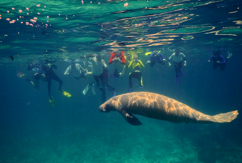 Hol Chan Marine Reserve: Visit this unique reserve to snorkel and look for turtles, manatees, coral reefs, and more