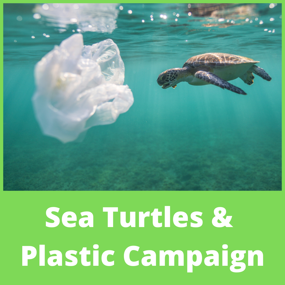 Sea Turtle Plastic.png